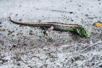 Green lizard macro, close up.