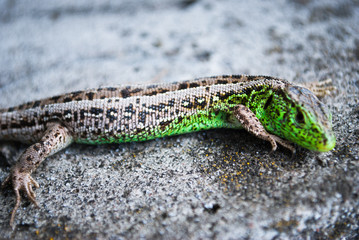 Green lizard macro, close up.
