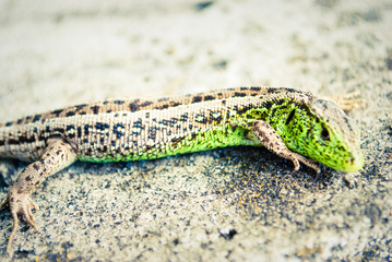 Green lizard macro, close up.