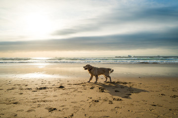 Golden retriever on the beach of Porto, Portugal