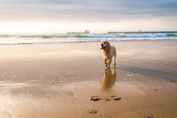 Golden retriever on the beach of Porto, Portugal
