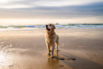 Happy golden retriever on the beach