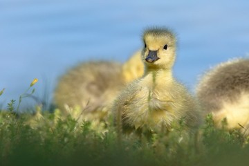 Baby Geese - 269273506