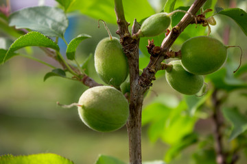 Unripe apricots on the orchard tree in the garden. May
