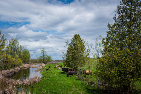 cows near a river