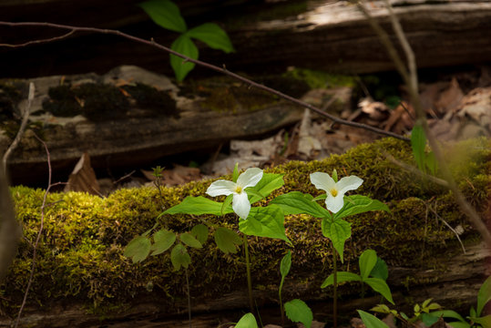 trilliums in the forest