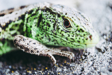 Green lizard macro, close up.