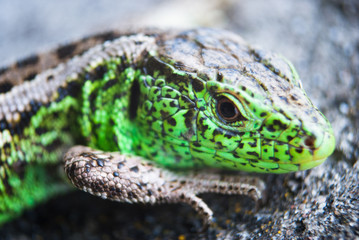 Green lizard macro, close up.