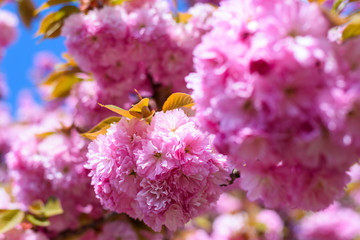 Bunches of beautiful pink sakura flowers. Cherry blossom tree from low angle view on blue sky background.