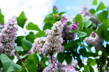 Blossom lilac tree nature background