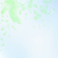 Fototapeta premium Green flower petals falling down. 