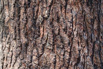 Bark of pine tree.