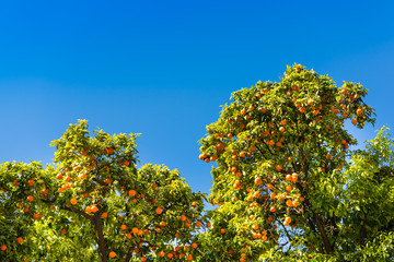 Fototapeta na wymiar Orange trees with fruits in Italy