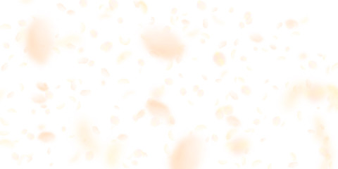 Yellow orange flower petals falling down. 