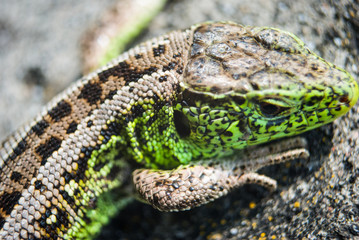 Green lizard macro, close up.