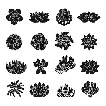 Succulent icons set. Simple set of succulent vector icons for web design on white background