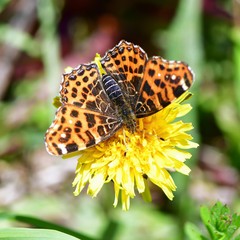 Obraz premium heath fritillary Melitaea athalia butterfly in nature reserve Galovske luky in Czech republic