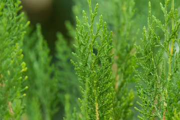 Green leaves texture background	