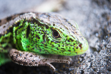 Green lizard macro, close up.