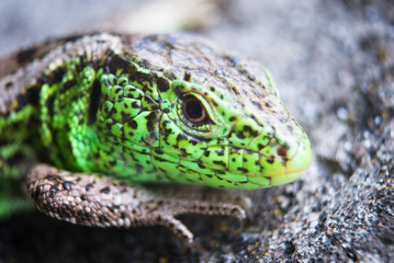 Green lizard macro, close up.