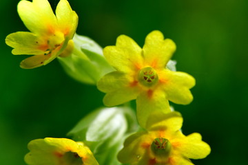  Primula veris or cowslip flower in nature reserve Galovske luky in Beskids,Czech republic