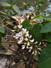 flowers in the garden
