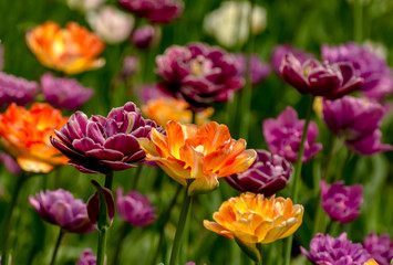 Tulip festival in St. Petersburg on Elagin island.