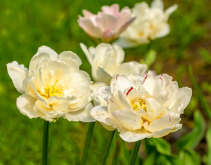 Tulip festival in St. Petersburg on Elagin island.