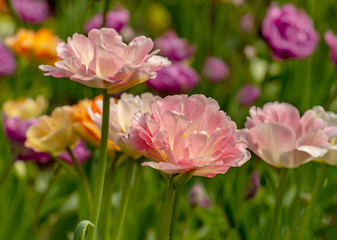 Naklejka premium Tulip festival in St. Petersburg on Elagin island.
