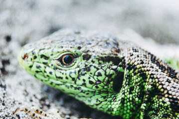 Green lizard macro, close up.