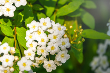 Bright little white lush flowers with a blurred background.