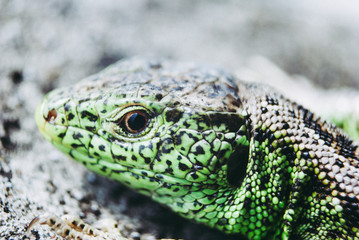 Green lizard macro, close up.