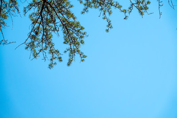Green pine branches against a bright blue sky.