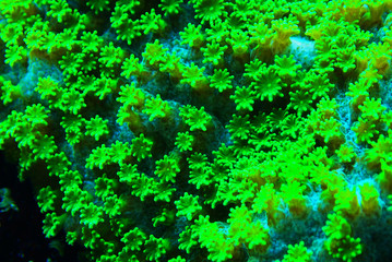 Fototapeta na wymiar Green nuclear green Cyphastrea coral macro on polyps