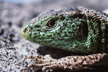 Green lizard macro, close up.