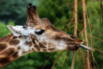 Giraffenkopf mit ausgestreckter Zunge beim Fressen nach rechts schauend