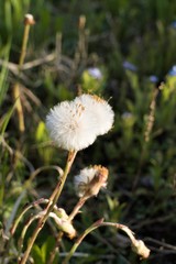 White fluffy flowers of mature dandelion close-up on a blurred background.