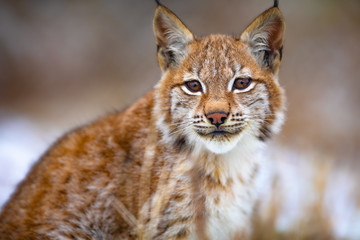 Naklejka premium Beautiful eurasian lynx sitting in the forest at early winter