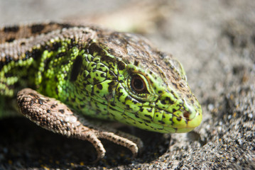 Green lizard macro, close up.