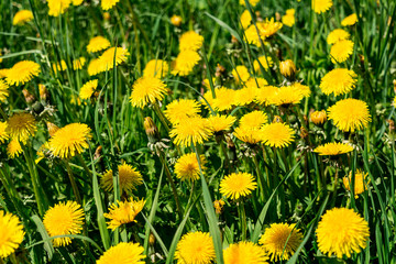 green field with yellow flowering dandelions, close-up nature background