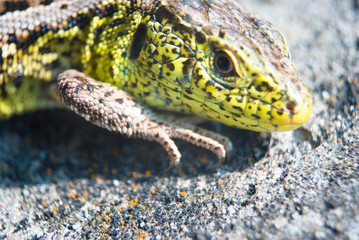 Green lizard macro, close up.