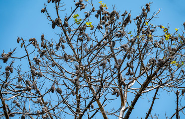 Branches of old dry pine without needles