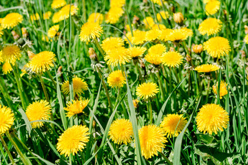 green field with yellow flowering dandelions, close-up nature background