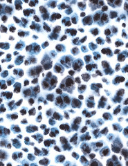 Seamless leopard fur blue and white watercolor pattern. Animal print. - 269275781