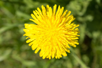 yellow flowering dandelion on a background of green grass, close up nature abstract background