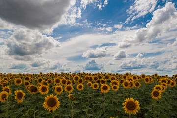 Sunflower field with clouds in the background