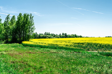 the green grass and trees in the foreground and yellow rapeseed field, nature landscape background