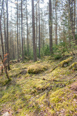 Background fairy tale Forest Landscape 