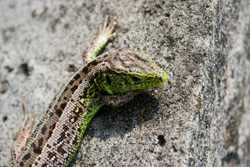 Green lizard macro, close up.
