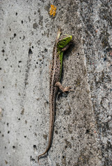 Green lizard macro, close up.